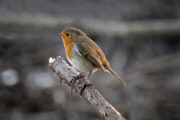 European Robin (Erithacus rubecula)