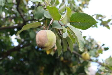 
Fresh and rotten quince fruits on a tree. Branches filled with false apple fruit. Fruitful autumn trees. Vitamins and antioxidants from natural food. Healthy snack