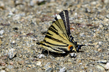 Fototapeta na wymiar drinking Scarce swallowtail // trinkender Segelfalter (Iphiclides podalirius) - Greece