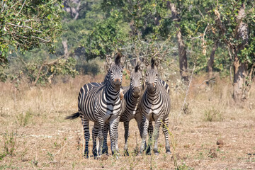 Zebras in Lower Zambezi National Park, Zambia