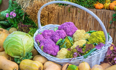 Pumpkins, cabbage and a basket of cauliflower