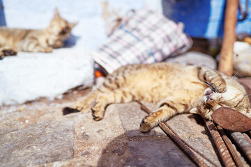 Stripped cat sleeping on a street.