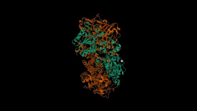 High resolution structure of native hydrogenase (Hyd-1) from Escherichia coli. Animated 3D cartoon and Gaussian surface models, entity id color scheme, PDB 6fpo, black background