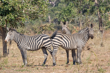 Fototapeta na wymiar Zebras in Lower Zambezi National Park, Zambia