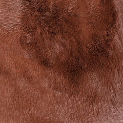 Animal fur texture