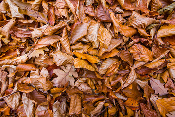 closeup red dry leaves on ground, seasonal natural background