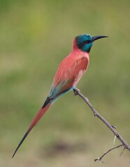 Closeup of a carmine bee-eater on a tree branch in Kenya