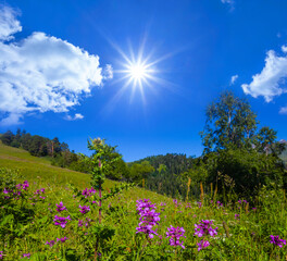 green mountain slope with flowers under sparkle sun