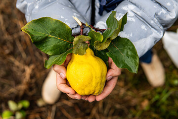 quince reached in autumn on the street