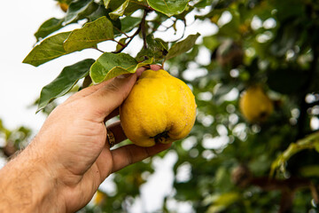 quince reached in autumn on the street