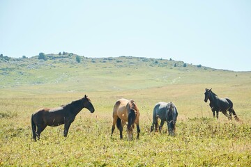 Naklejka na ściany i meble Horses grazing in a wild field. Mountainous terrain. Animals in the wild.