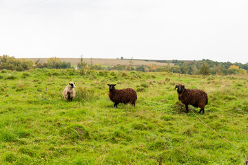 sheep graze on a green field