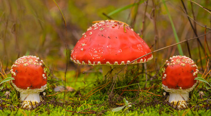 closeup red flyagaric mushroom in forest, natural autumn background
