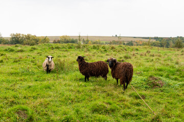 sheep graze on a green field