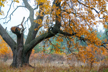 closeup alone big red oak tree in autumn forest, natural seasonal scene