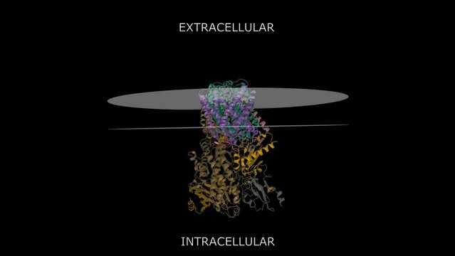 Cryo-EM structure of a respiratory membrane-bound hydrogenase from Pyrococcus furiosus. Animated 3D cartoon and Gaussian surface models, entity id color scheme, putative membrane is shown, PDB 6cfw