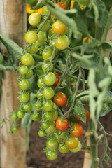 Branches with round green and red tomatoes hang from a bush in the garden. The theme of gardening and growing eco-friendly products.