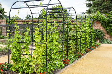 Metal flower arches with climbing plants in the garden. Landscape garden design.