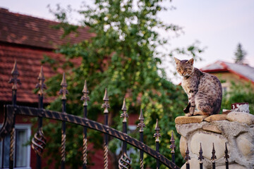 Cute cat sitting on the fence near the house.