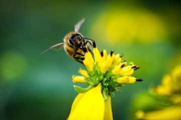 Close-up of Honey Bee pollinating a yellow flower pollen on face in West Virginia Woods