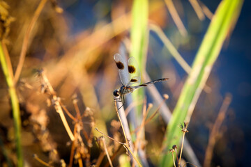 Dragonfly Resting on Dead Plant Near Lake in Florida, brown spots on wings show detail next to foliage.