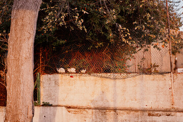 Concrete fence with kittens on it