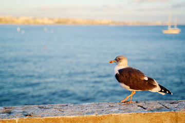Gull bird sitting on the sea shore.