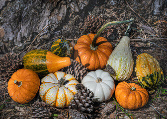 Autumn Background of colorful assorted squash, pine cones and needles by the trunk of a pine tree...
