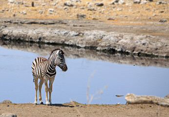 Fototapeta na wymiar Isloated small zebra foal standing at the edge of a waterhole in Etosha National Park, Namibia