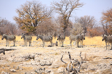 Fototapeta na wymiar Herd of Zebra on a small outcrop with a natural bush background in Etosha national park, Namibia