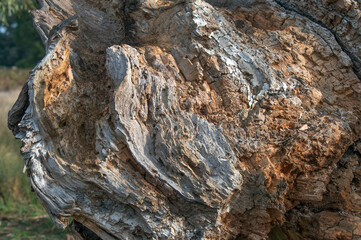 Beauty in a rotting tree