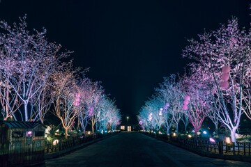 Road with colorful decorated sakura trees on both sides at night