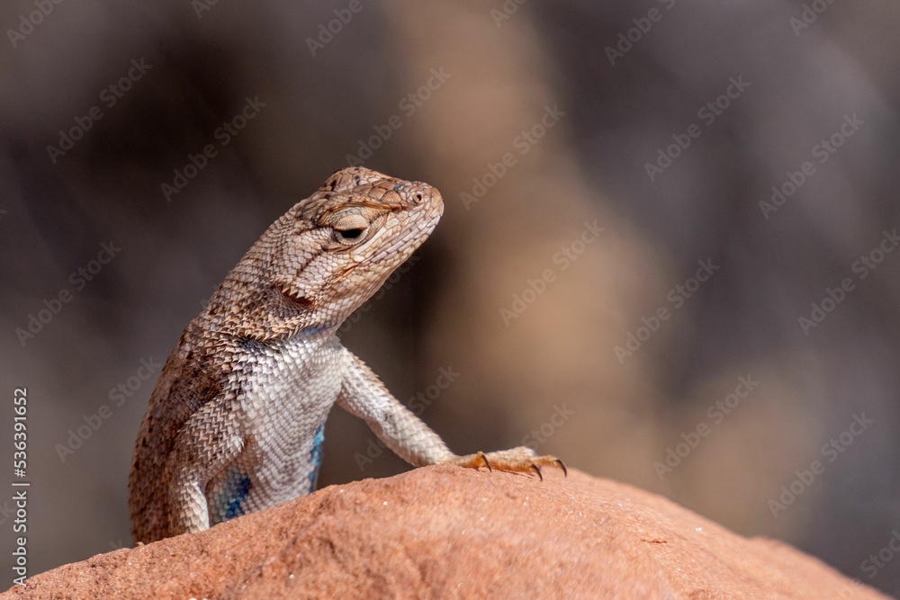 Sticker Closeup of Sagebrush lizard on a rock on blur background