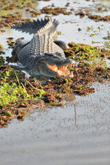 Adult-male-menacing saltwater crocodile showing aggressive behaviour in Yellow Water Billabong....