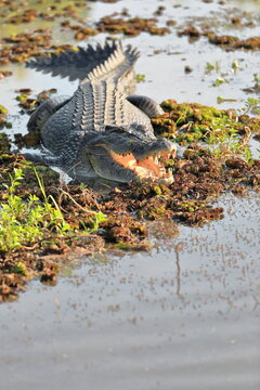 Adult-male-menacing saltwater crocodile showing aggressive behaviour in Yellow Water Billabong. Kakadu-Australia-234