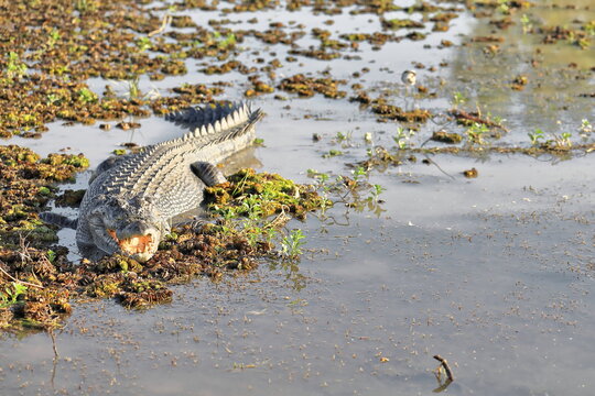 Adult-male-menacing saltwater crocodile showing aggressive behaviour in Yellow Water Billabong. Kakadu-Australia-235