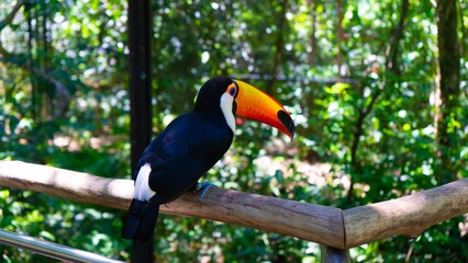 Closeup of the toco toucan, Ramphastos toco perched on a wooden handrail. © Morada Nômade/Wirestock Creators