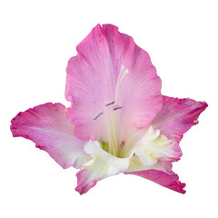 Naklejka premium Pink gladiolus flower isolated on transparent background