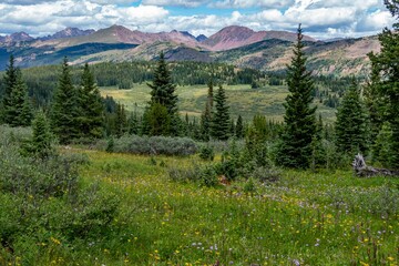 Colorful flowers and lush green vegetation of Shrine Pass mountain pass in Colorado, USA © Lobophoto/Wirestock Creators