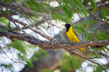 Yellow black-headed oriole bird perched on a branch of an evergreen tree