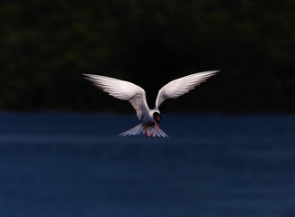 Caspian tern flying over the lake with perfect symmetry and wing position.