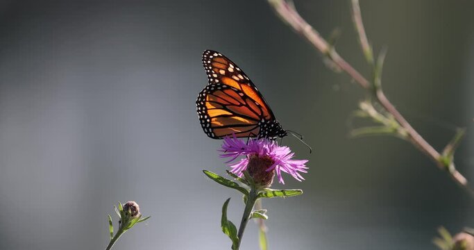 Closeup of a monarch butterfly on a pink flower.