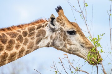 Cute giraffe eating the leaves of a tree