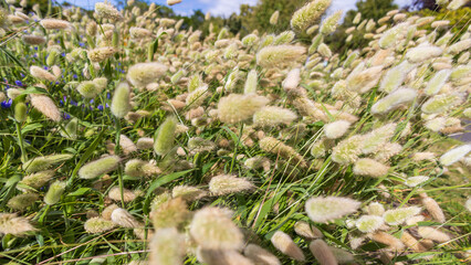 Breezy field full of ornamental grass flower heads. Lagurus ovatus (Bunny's Tails/ Hare's Tales)