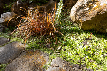 Autumn garden border.