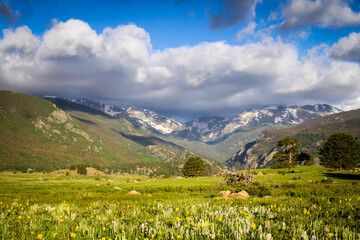 Field of flowers in Rocky Mountain National Park showing the snowcapped mountains in the background and stunning cloud covered sky.