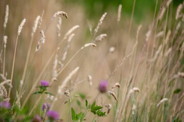 Closeup of wheat spikes in the field
