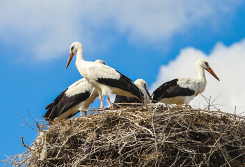 Family of White storks (Ciconia ciconia) standing on their nest in summer