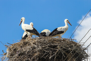 Family of White storks (Ciconia ciconia) standing on their nest in summer