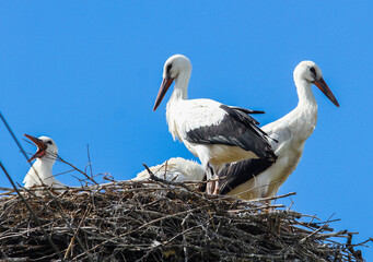 Family of White storks (Ciconia ciconia) standing on their nest in summer